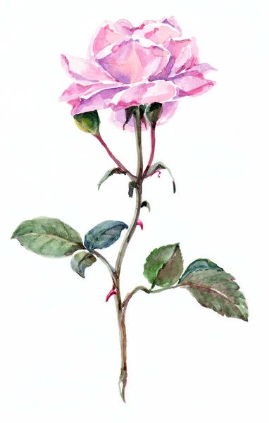 Acuarela Rosa Rosada Ilustración Mano Floral Para Diseño —  Fotos de Stock