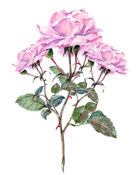 Ακουαρέλα Υποκατάστημα Ροζ Τριαντάφυλλα Floral Χέρι Εικονογράφηση Για Desing — Φωτογραφία Αρχείου