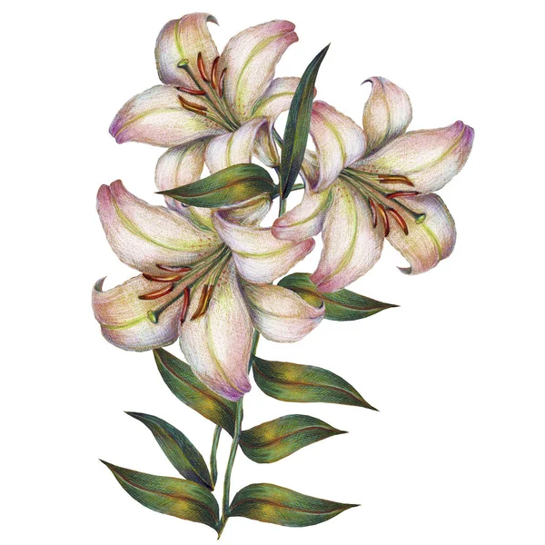 Suluboya Lily Bir Çiçekli Dal Çizimi — Stok fotoğraf