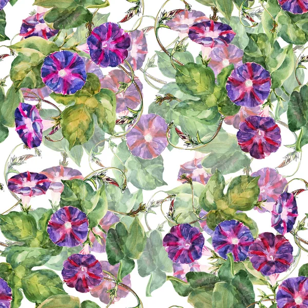 Aquarel Violette Bloemen Bindweed Naadloze Bloemmotief — Stockfoto