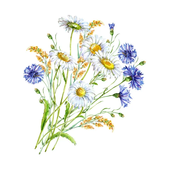花束カモミールと水彩の青いコーンフラワー 白地に花のイラスト — ストック写真