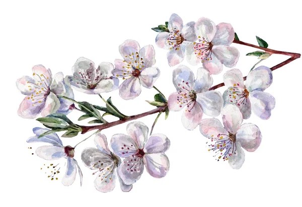 Flowers Cherry Watercolor Floral Illustration Branch — Stock Photo, Image