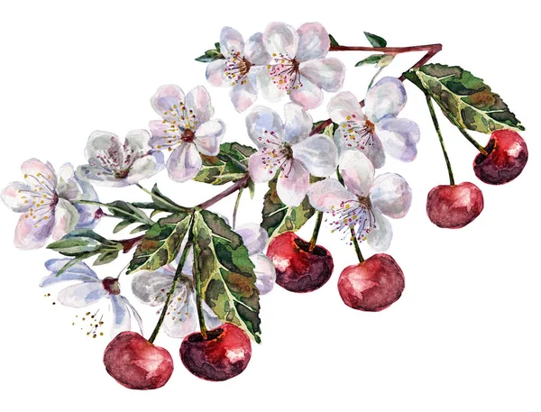 Λουλούδια Και Μούρο Cherry Ακουαρέλα Floral Εικονογράφηση — Φωτογραφία Αρχείου