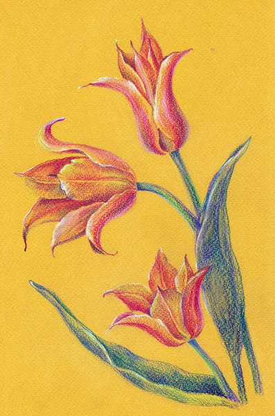 Bouquet Yellow Tulips Color Pencil Illustration Handwork Yellow Background — Stock Photo, Image