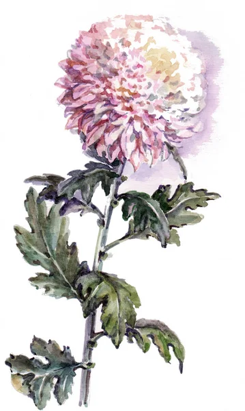 水彩の菊の花 花のイラスト — ストック写真