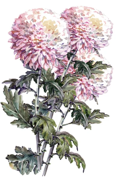 Bukett Krysantemum Blomma Akvarell Blommig Illustration — Stockfoto