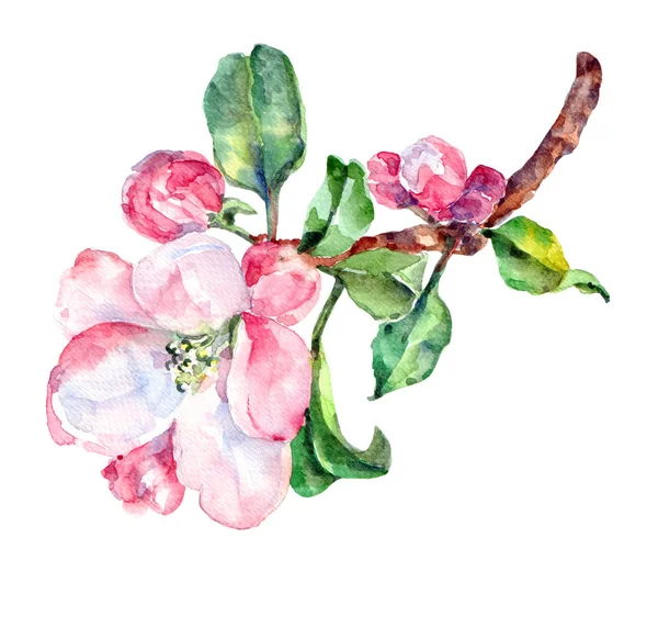 Maçã Ramo Aquarela Flores Maçã Ilustração — Fotografia de Stock