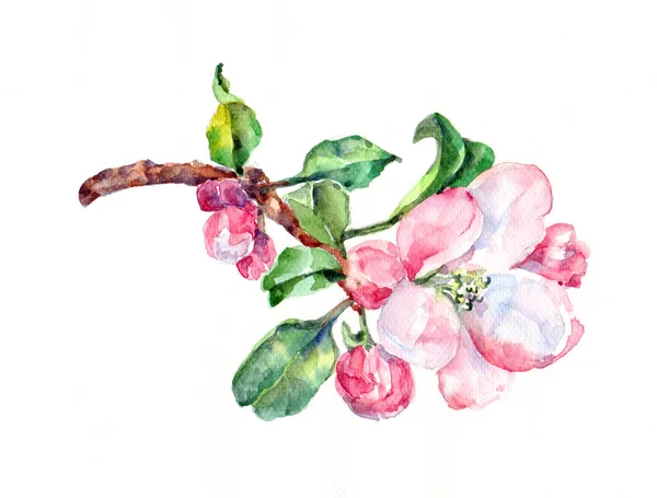 Aquarell Blüht Apfel Mit Blüten Kirsche Handarbeit Illustration Auf Weißem — Stockfoto