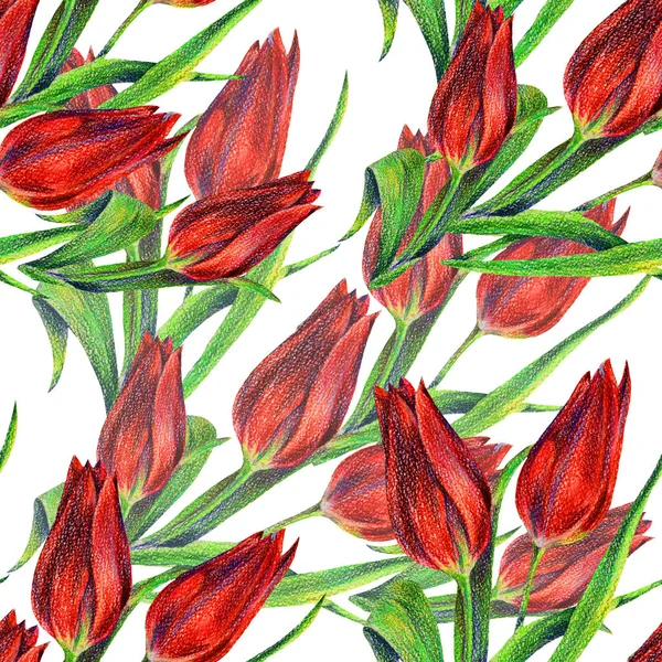 Red tulips of color pencil. Floral seamless pattern on a white background.