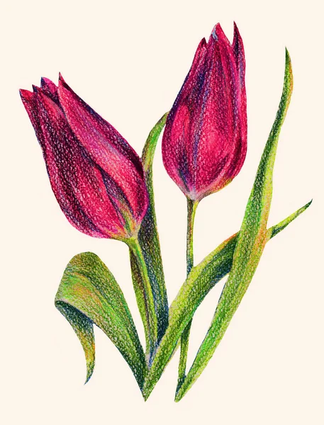 Pink Tulips Color Pencil Floral Illustration — Stock Photo, Image