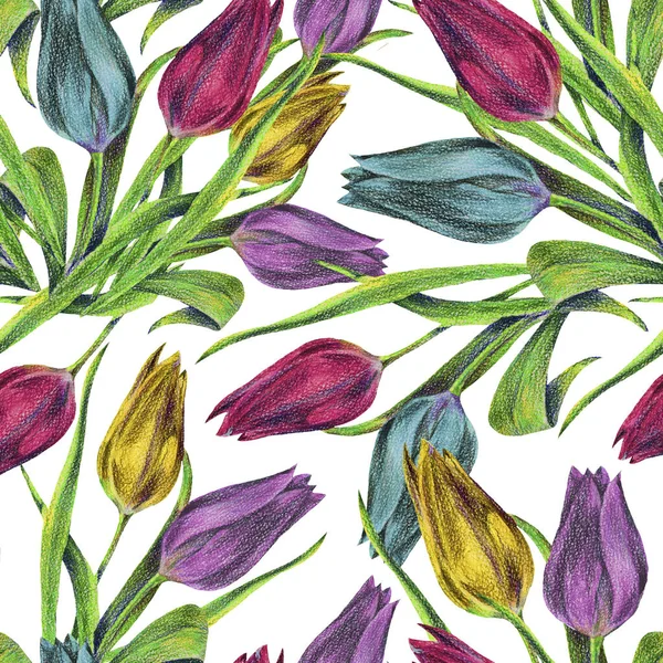 Colorful Tulips Color Pencil Floral Seamless Pattern White Background — Stock Photo, Image