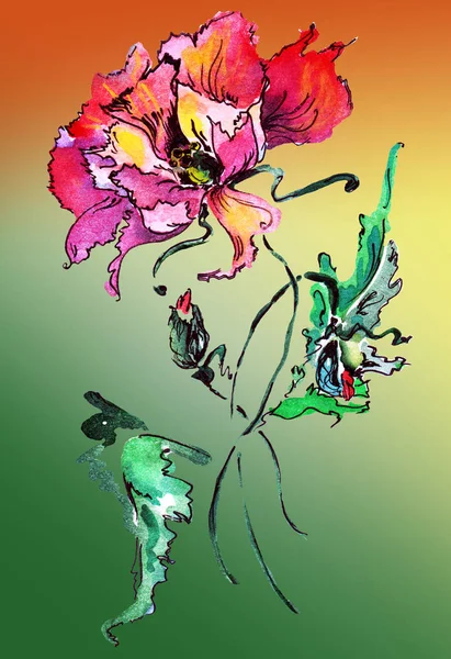 Akvarelu Dekorativní Mák Květinové Ilustrace Barevném Pozadí — Stock fotografie