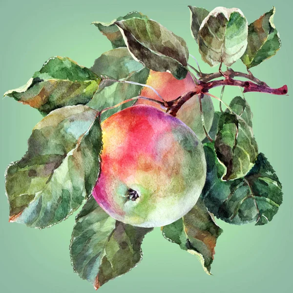 Aquarel Apple Een Tak Met Bladeren Floral Illustratie Groene Achtergrond — Stockfoto