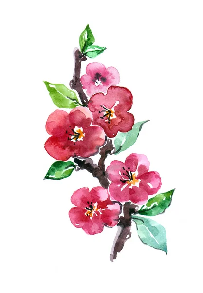 Akvarelu Větev Květiny Jablko — Stock fotografie