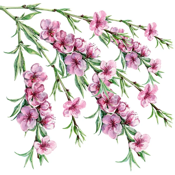 Aquarellblumen Pfirsich Komposition Auf Weißem Hintergrund — Stockfoto