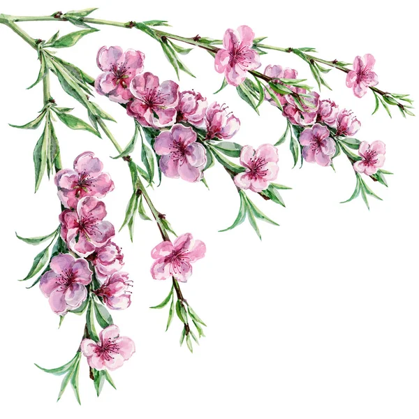 Aquarellblumen Pfirsich Illustration Auf Weißem Hintergrund — Stockfoto