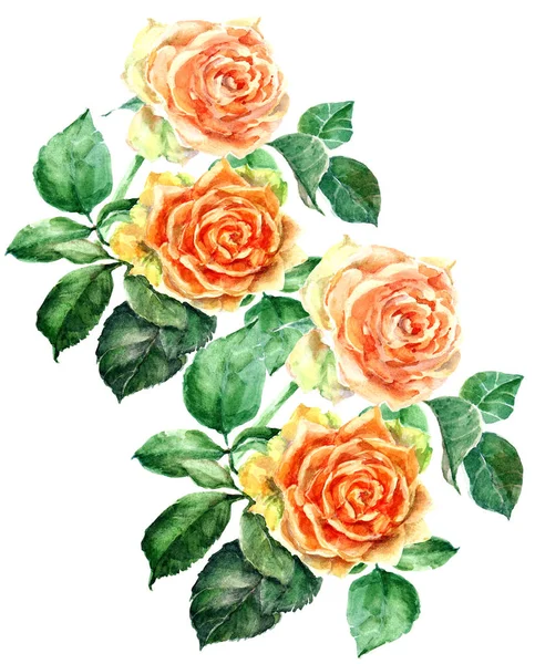 Rosas Cor Laranja Aquarela Composição Floral — Fotografia de Stock