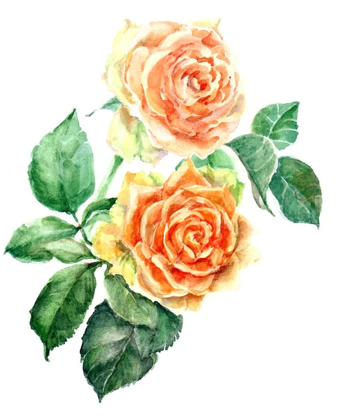 Aquarelle Branche Roses Orange Illustration Florale Sur Fond Blanc — Photo