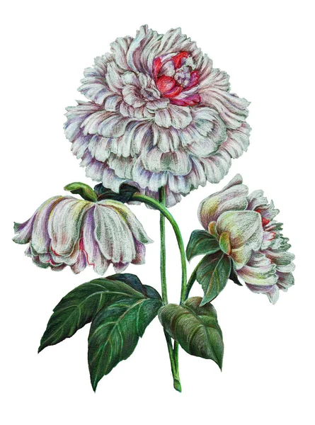 Beyaz Şakayık Kalem Renkli Beyaz Bir Arka Plan Üzerinde Çiçek — Stok fotoğraf