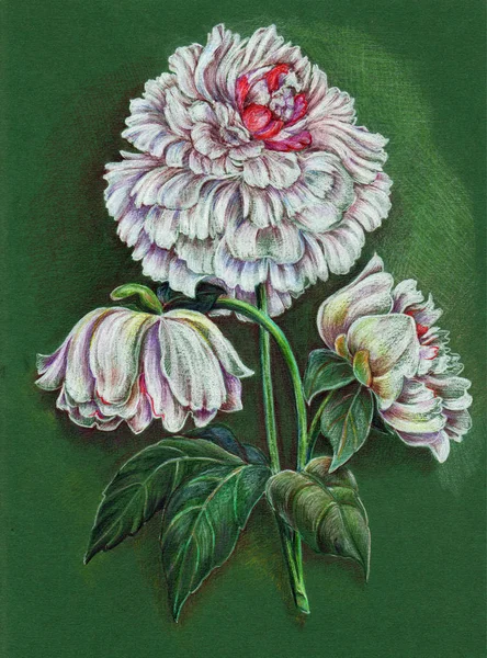 Lápis Cor Peônia Branca Ilustração Floral Sobre Fundo Verde — Fotografia de Stock