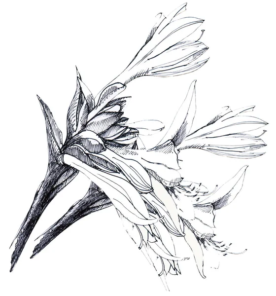 Grafik Weiße Blütenlilie Illustration Des Straußes — Stockfoto