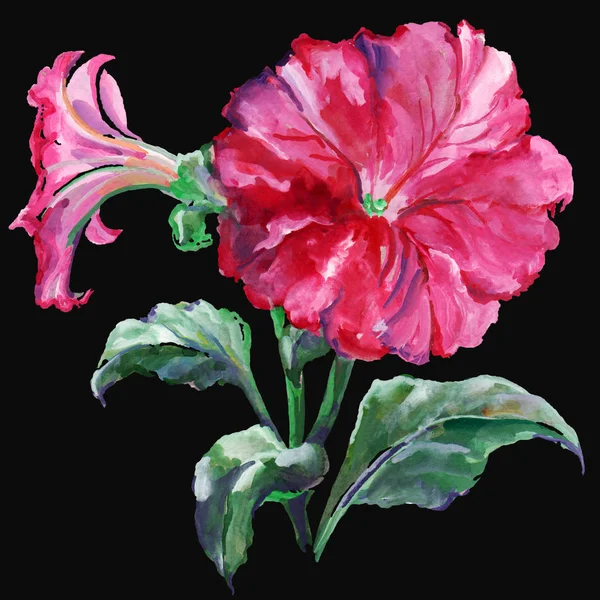 Rosa Petunia Gouache Illustration Svart Bakgrund — Stockfoto