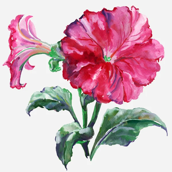 Pink Petunia Gouache Illustration White Background — Stock Photo, Image
