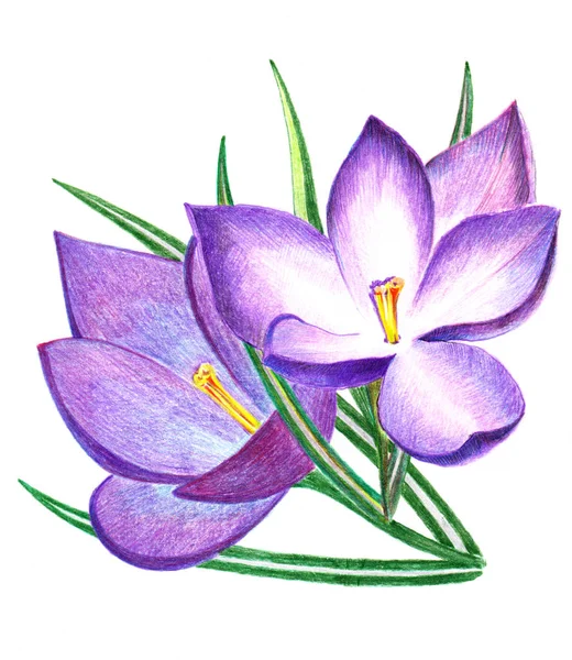 Violet Crocus Gekleurde Potloden Bloemen Illustratie Witte Achtergrond — Stockfoto