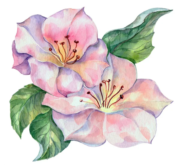 Akvarell Vårblommor Blommig Illustration — Stockfoto