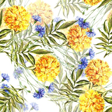 Suluboya çayır çiçekleri kadife çiçeği ve beyaz arka planda mısır çiçeği. Çiçeksiz desen.