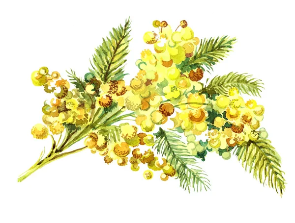 Aquarell Frühlingsstrauß Blumen Mimosa Auf Weißem Hintergrund Florale Illustration — Stockfoto