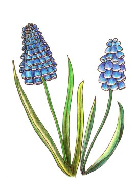 Orman bahar çiçekleri renkli kalemler. Beyaz arkaplanda çiçek çizimi.