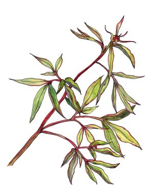 Beyaz arka planda ince yapraklar. Çiçek illüstrasyonu.