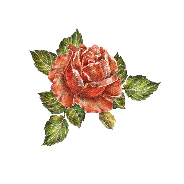 Czerwona Róża Kolorowe Ołówki Kwiaty Bukiet Dekoracji Karty Ilustracja Kwiatowa — Zdjęcie stockowe