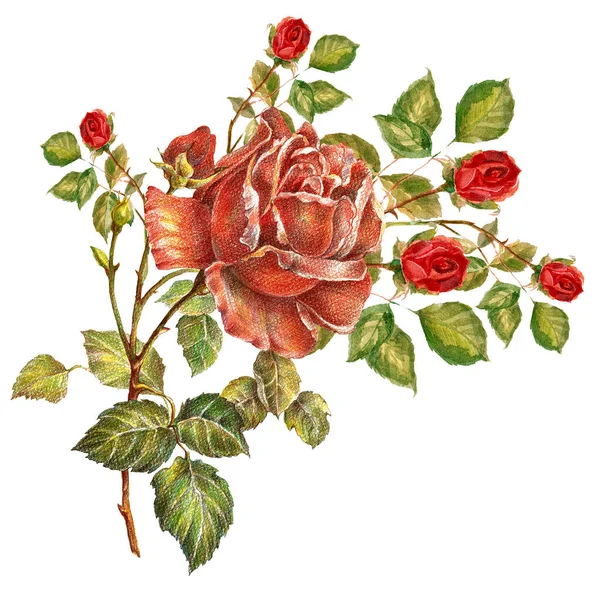 Rose Rosse Matite Colorate Mazzo Fiori Decorare Vostra Carta Illustrazione — Foto Stock