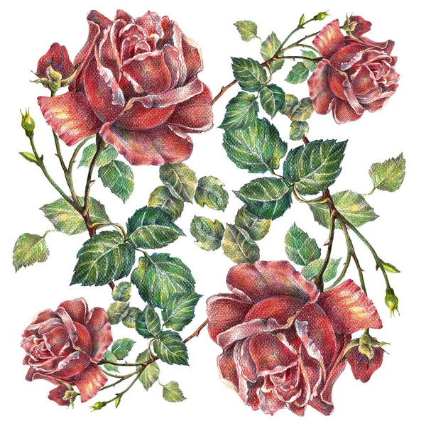 Røde Roser Farvede Blyanter Buket Blomster Til Indretning Dit Kort - Stock-foto
