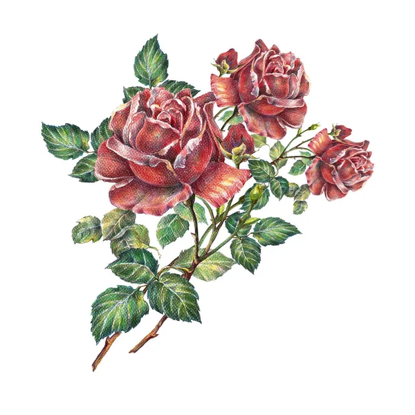 Czerwone Róże Kolorowe Ołówki Kwiaty Bukiet Dekoracji Karty Ilustracja Kwiatowa — Zdjęcie stockowe