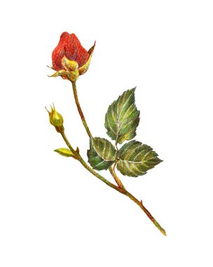 Kırmızı gül renkli kalemler. Kartını süslemek için çiçekler. Çiçek çizimi..