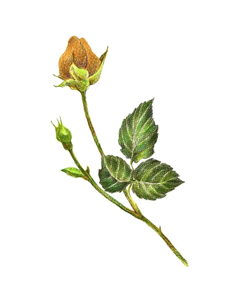 Gul Rose Farvede Blyanter Blomster Til Indretning Dit Kort Blomsterillustration - Stock-foto