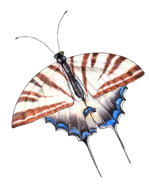 Illustration Der Schmetterlingszeichnung Farbstiften Auf Weißem Hintergrund — Stockfoto