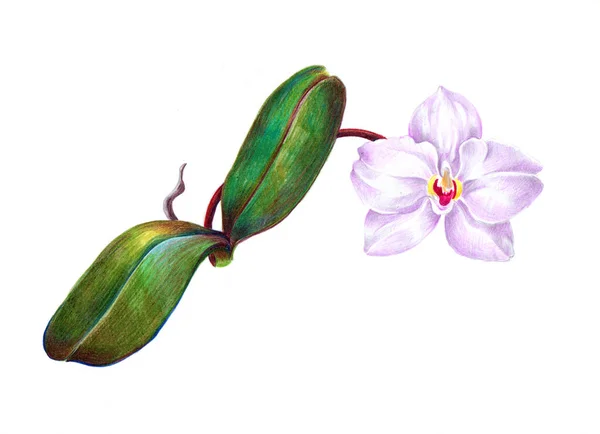 Orquídea Flor Acuarela Sobre Fondo Blanco Ilustración Floral Para Tarjeta — Foto de Stock