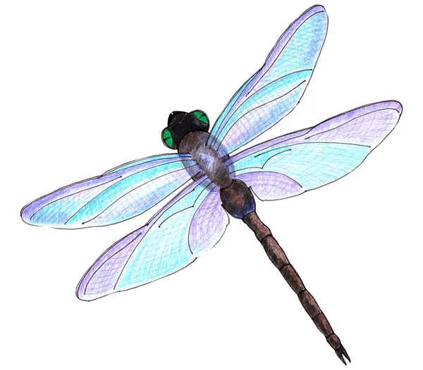 Yusufçuk renkli kalemlerle çiziyor. Kart dekorasyonu için resim.