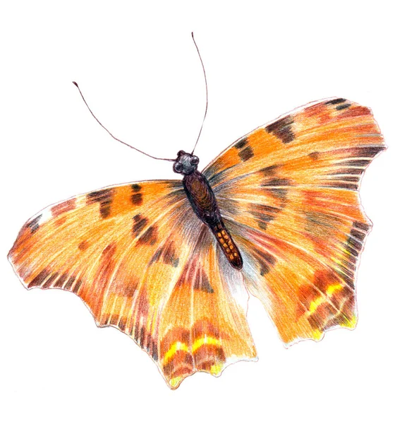 Borboleta Laranja Desenho Lápis Cor Ilustração Decoração Cartão — Fotografia de Stock