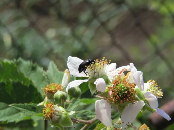 Escarabajo Una Flor Blackberry — Foto de Stock