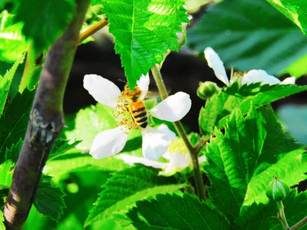 Una Abeja Recoge Néctar Una Flor Blackberry — Foto de Stock