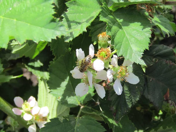 Una Abeja Recoge Néctar Una Flor Blackberry — Foto de Stock