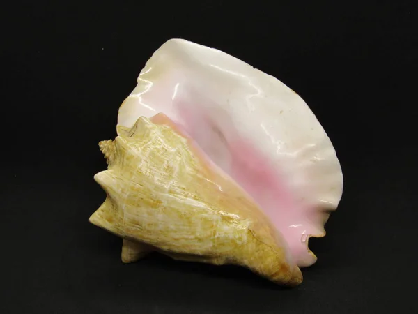 海洋軟体動物の貝殻 — ストック写真