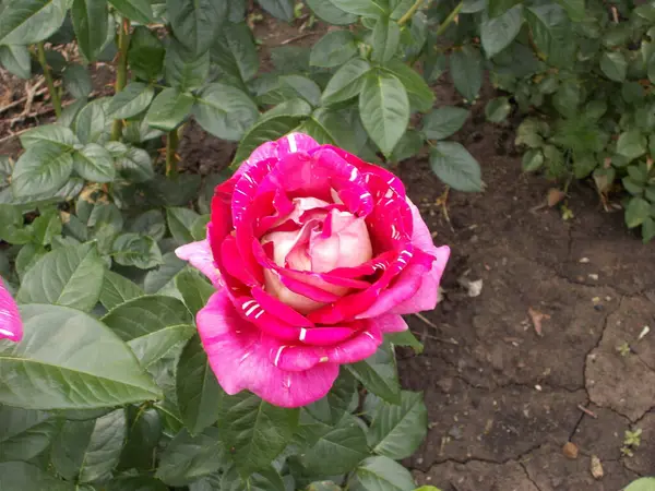 Una Rosa Florece Jardín — Foto de Stock