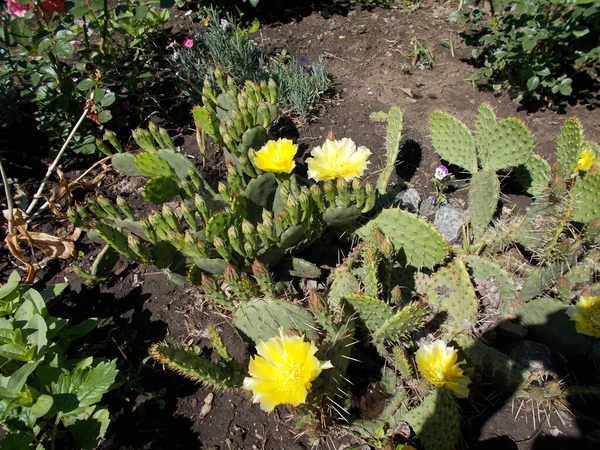 Cactus Fleurit Dans Jardin Avec Des Fleurs Jaunes — Photo