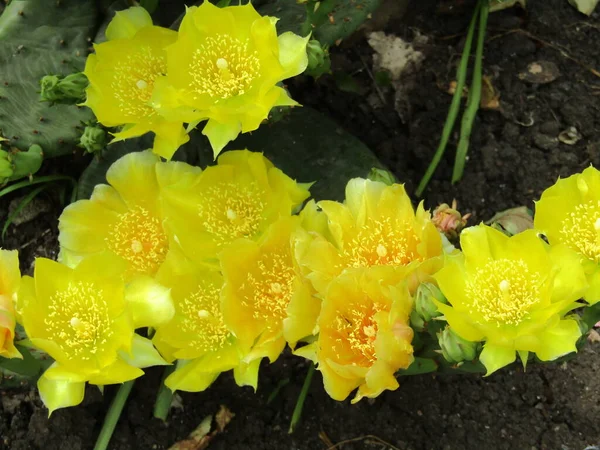 Cactus Florece Jardín Con Flores Amarillas — Foto de Stock
